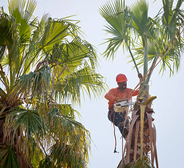 Best Lawn Dethatching  in USA